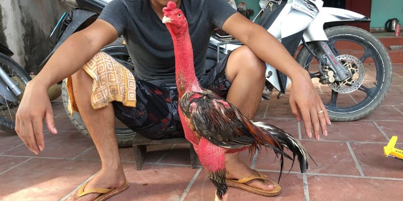 cách chăm sóc gà chọi thay lông