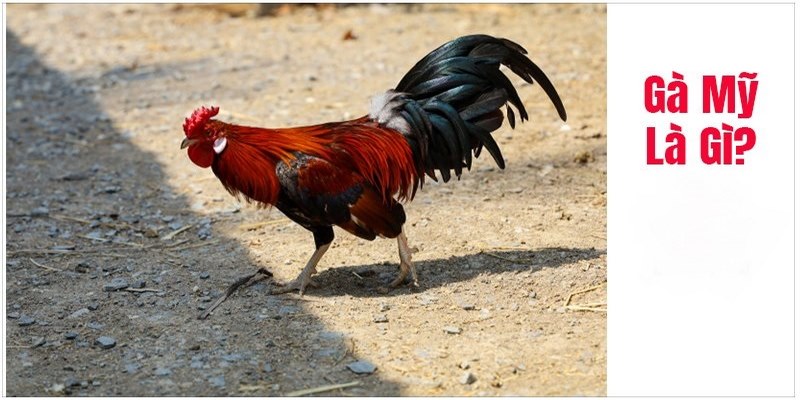 Kinh Nghiệm Nuôi Gà Mỹ 100 Hiệu Quả Phải Lưu Ngay 5 gà Mỹ 100