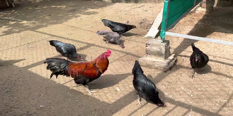 Liệt Kê Các Danh Sách Kênh 2 Trại Gà Lai Hậu Giang Nổi Tiếng 5 Kênh 2 trại gà lai Hậu Giang