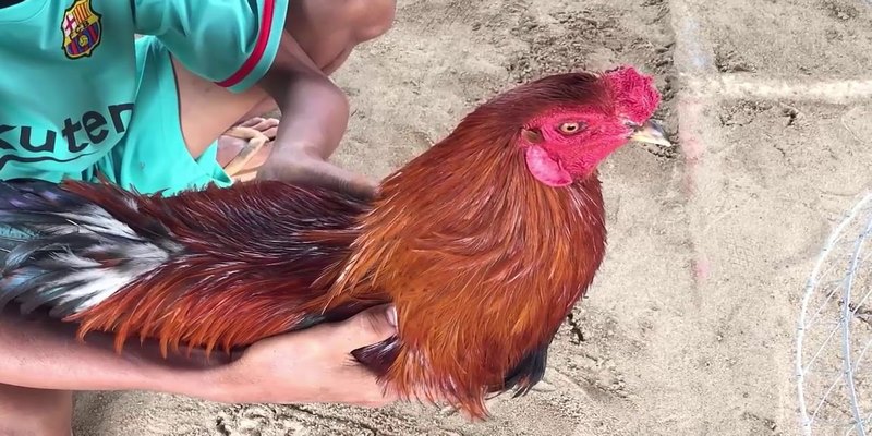 Liệt Kê Các Danh Sách Kênh 2 Trại Gà Lai Hậu Giang Nổi Tiếng 4 Kênh 2 trại gà lai Hậu Giang