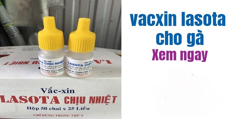 Vacxin Lasota Chịu Nhiệt Có Tác Dụng Gì? Cách Sử Dụng? 4 Vacxin Lasota Chịu Nhiệt Có Tác Dụng Gì